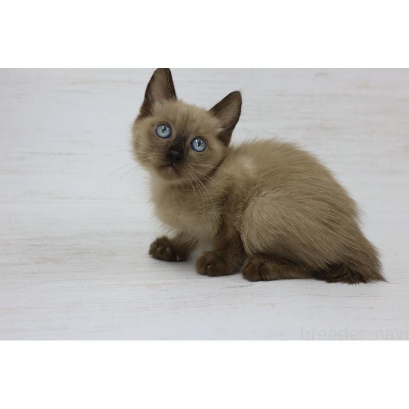 販売中の長野県のトイボブ-127919の12枚目