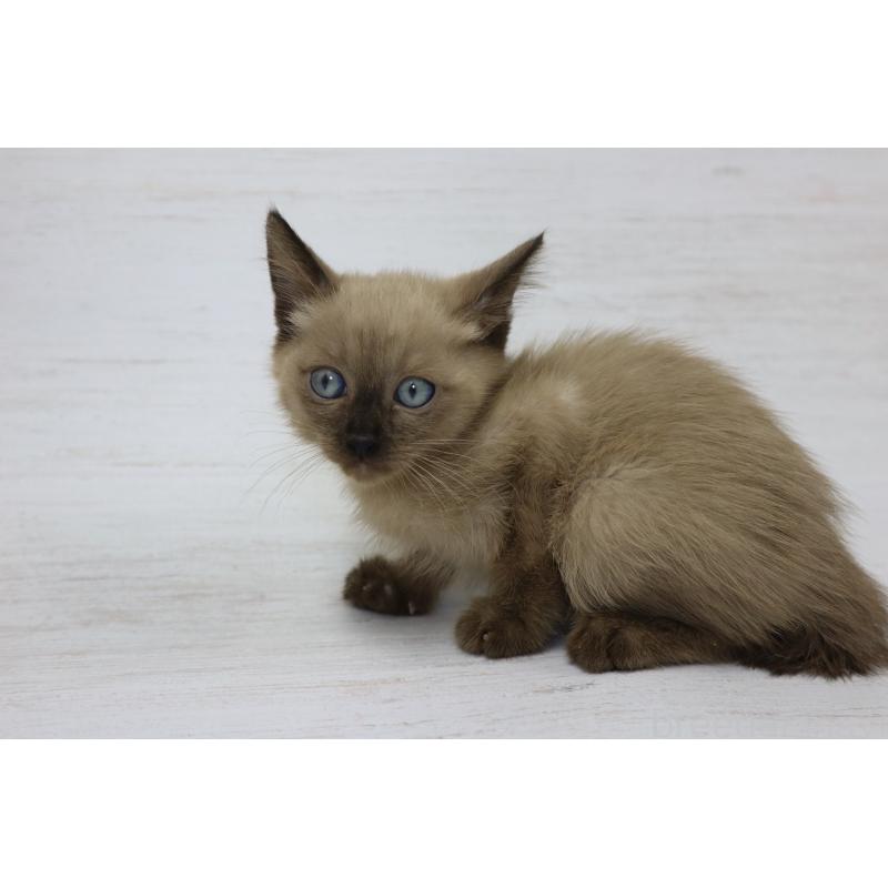 販売中の長野県のトイボブ-127919の11枚目