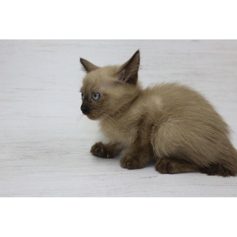 販売中の長野県のトイボブ-127919の10枚目