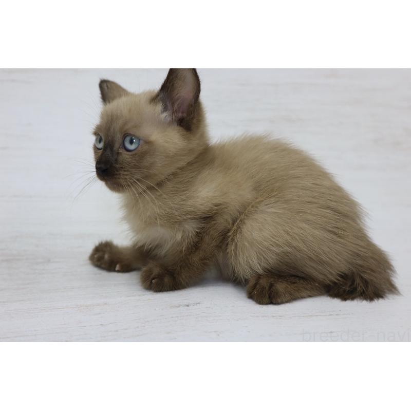 販売中の長野県のトイボブ-127919の9枚目