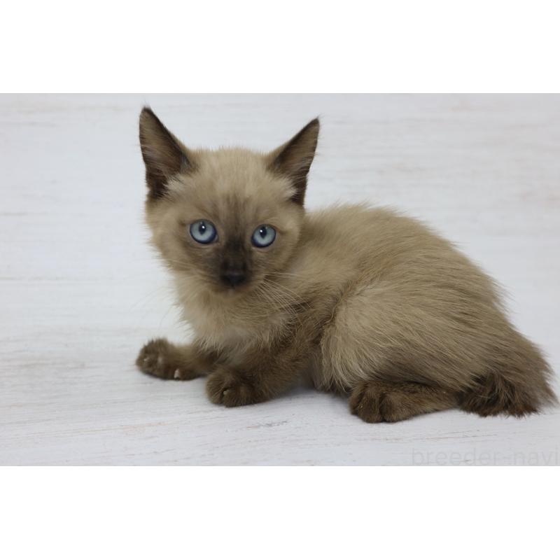 販売中の長野県のトイボブ-127919の8枚目