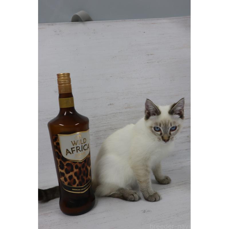 販売中の長野県のトイボブ-126413の7枚目