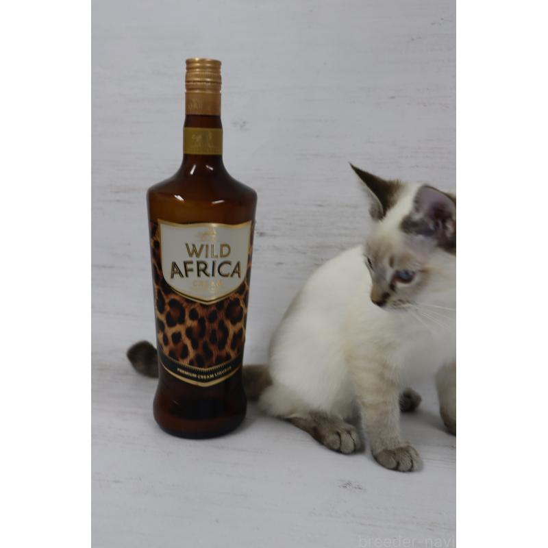 販売中の長野県のトイボブ-126413の6枚目