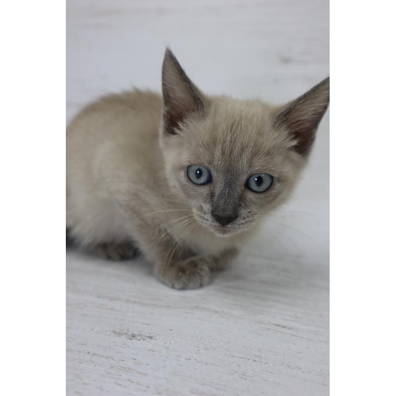 販売中の長野県のトイボブ-127879の10枚目