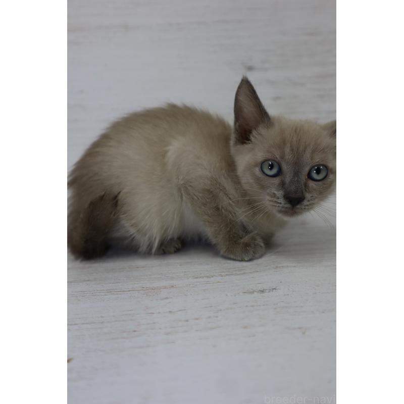 販売中の長野県のトイボブ-127879の9枚目