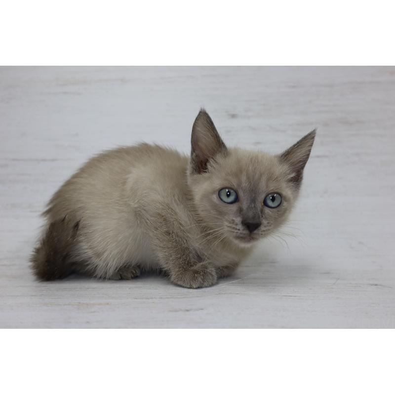 販売中の長野県のトイボブ-127879の7枚目