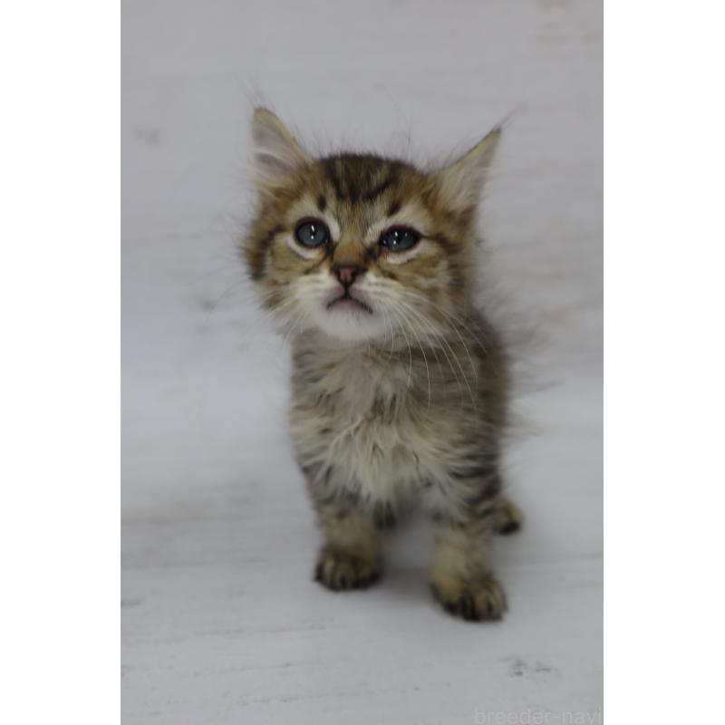 商談中の長野県のピクシーボブ-128548の15枚目