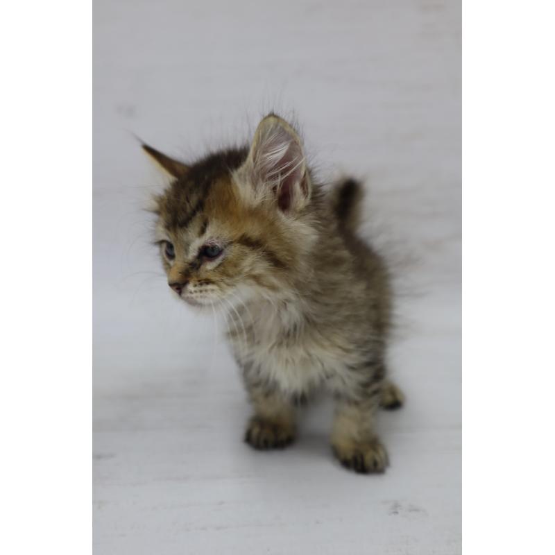 商談中の長野県のピクシーボブ-128548の14枚目