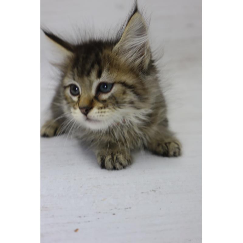 商談中の長野県のピクシーボブ-128548の13枚目