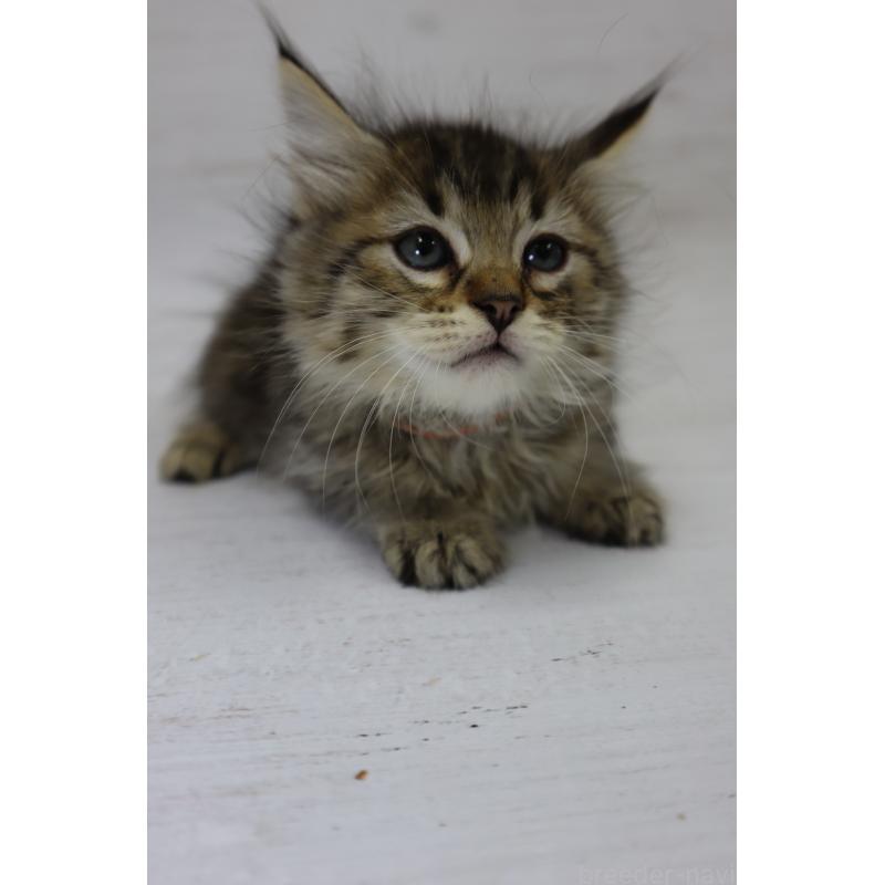 商談中の長野県のピクシーボブ-128548の12枚目