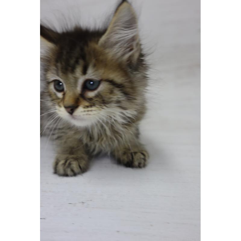 商談中の長野県のピクシーボブ-128548の11枚目