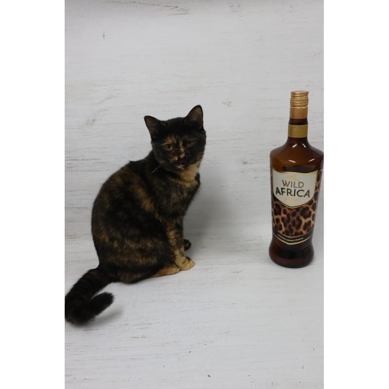 販売中の長野県のトイボブ-112714の3枚目