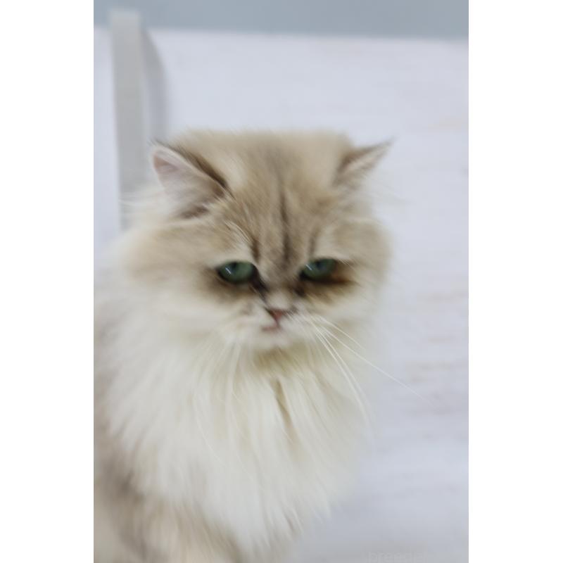 販売中の長野県のブリティッシュロングヘア-130782の4枚目