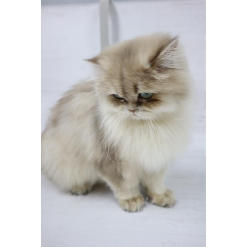 販売中の長野県のブリティッシュロングヘア-130782の3枚目