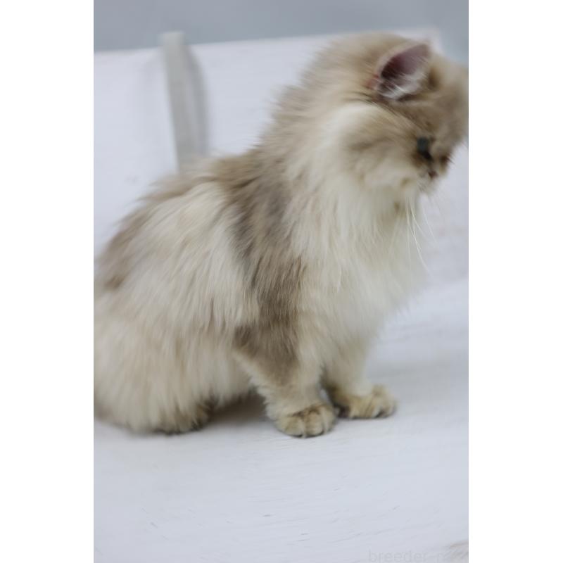 販売中の長野県のブリティッシュロングヘア-130782の2枚目