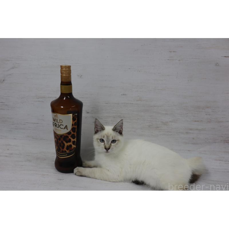 商談中の長野県のトイボブ-121696の2枚目