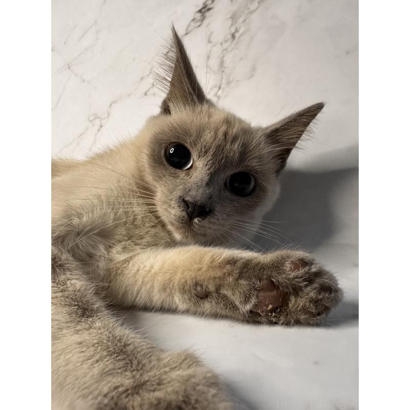 販売中の長野県のトイボブ-123009の5枚目