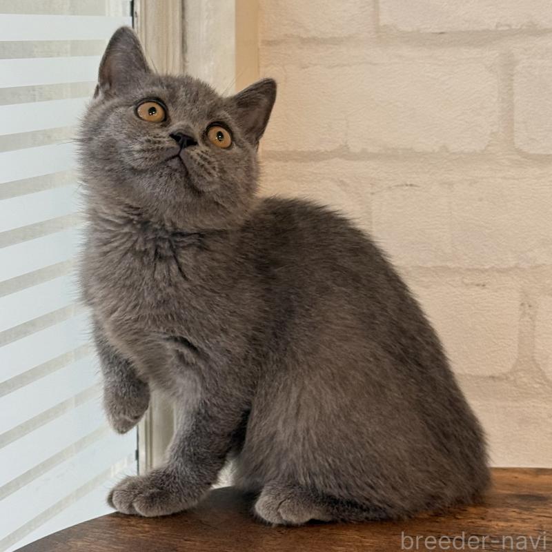 商談中の大阪府のブリティッシュショートヘア-128429の6枚目