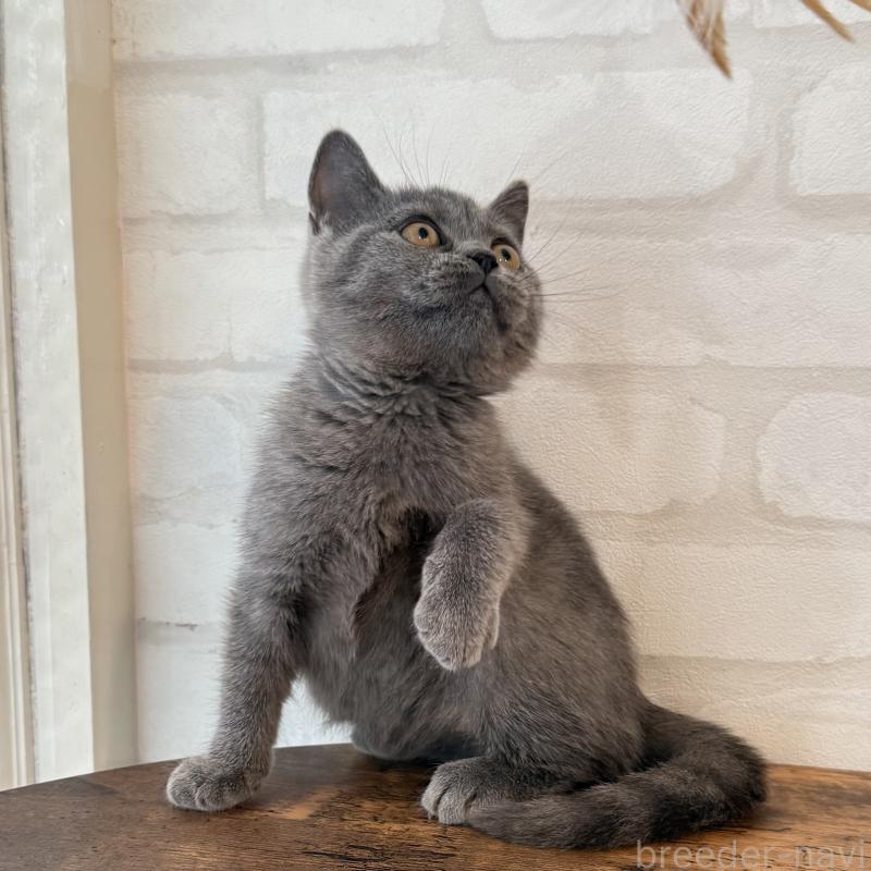 商談中の大阪府のブリティッシュショートヘア-128429の5枚目