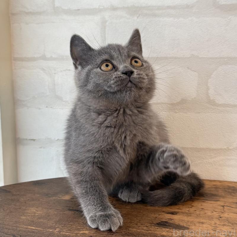 商談中の大阪府のブリティッシュショートヘア-128429の4枚目