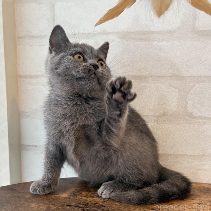 商談中の大阪府のブリティッシュショートヘア-128429の3枚目