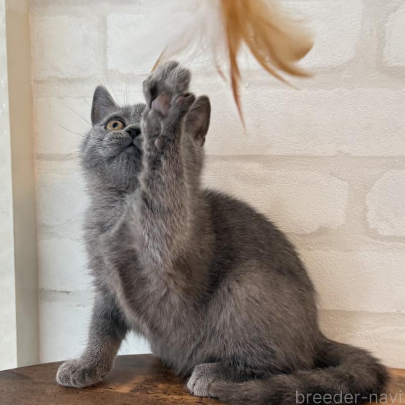 商談中の大阪府のブリティッシュショートヘア-128429の2枚目