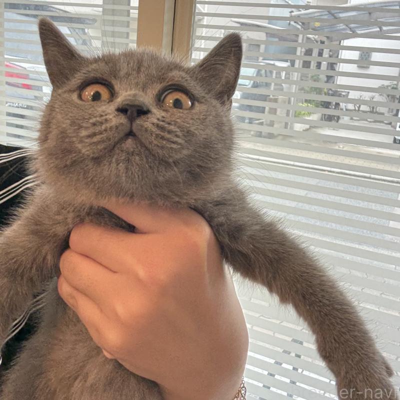 商談中の大阪府のブリティッシュショートヘア-128429の1枚目