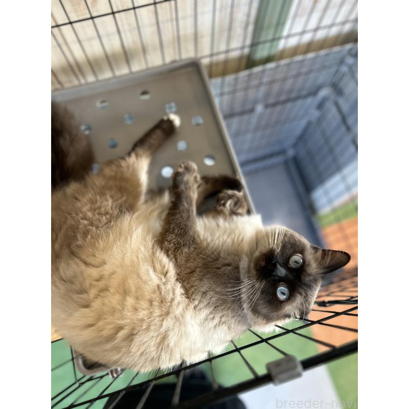 販売中の長野県のラグドール-130783の5枚目