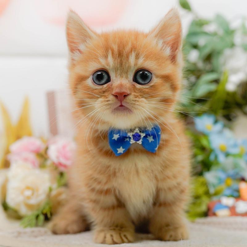 販売中の神奈川県のマンチカン-130790