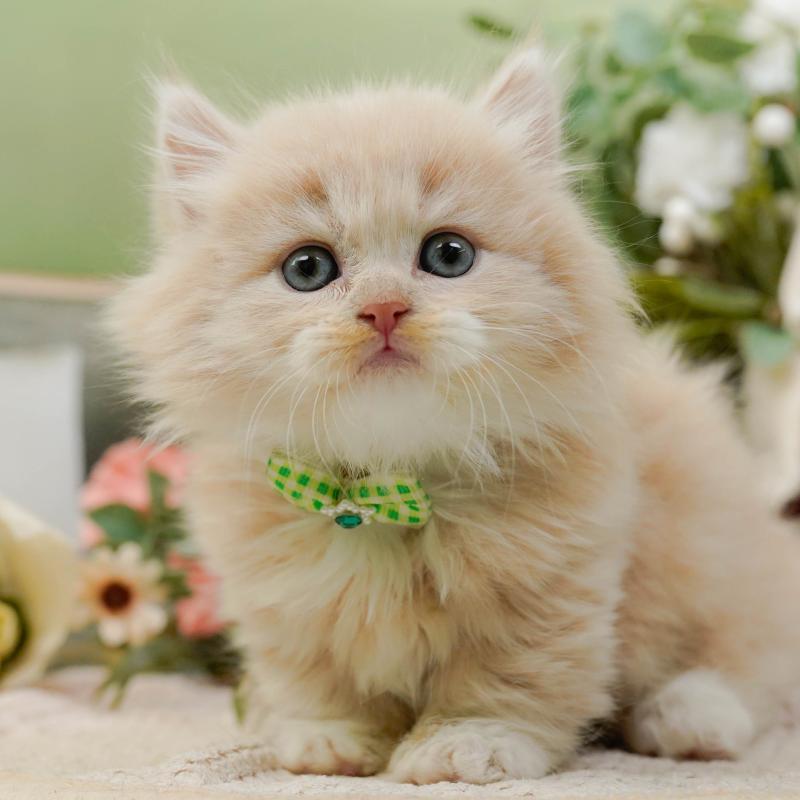 販売中の神奈川県のマンチカン-130791