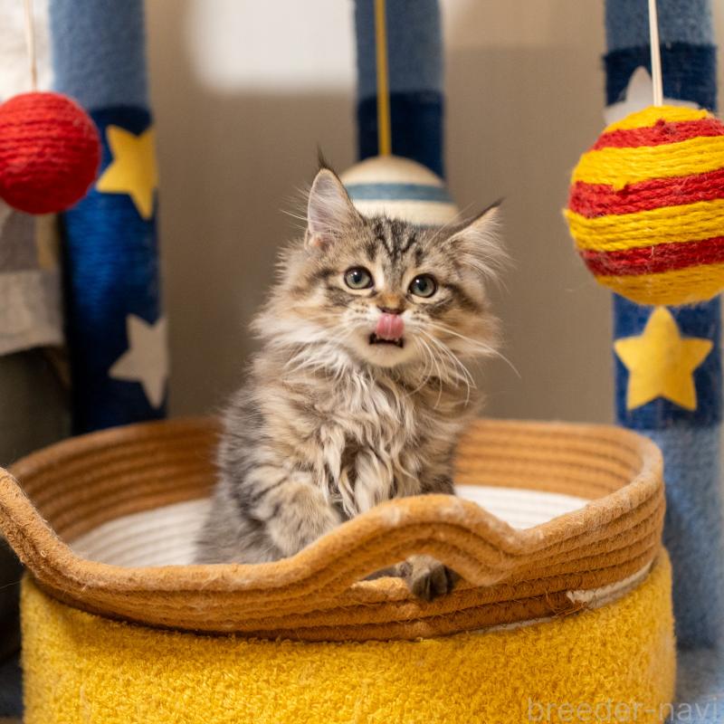 販売中の大阪府のサイベリアン-127641の10枚目