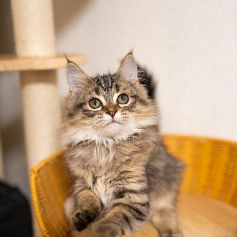 販売中の大阪府のサイベリアン-127641の9枚目