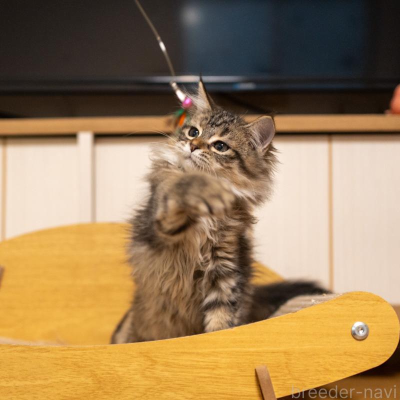 販売中の大阪府のサイベリアン-127641の8枚目