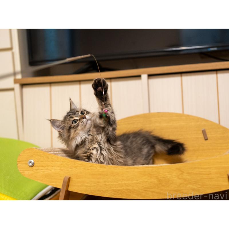 販売中の大阪府のサイベリアン-127641の7枚目