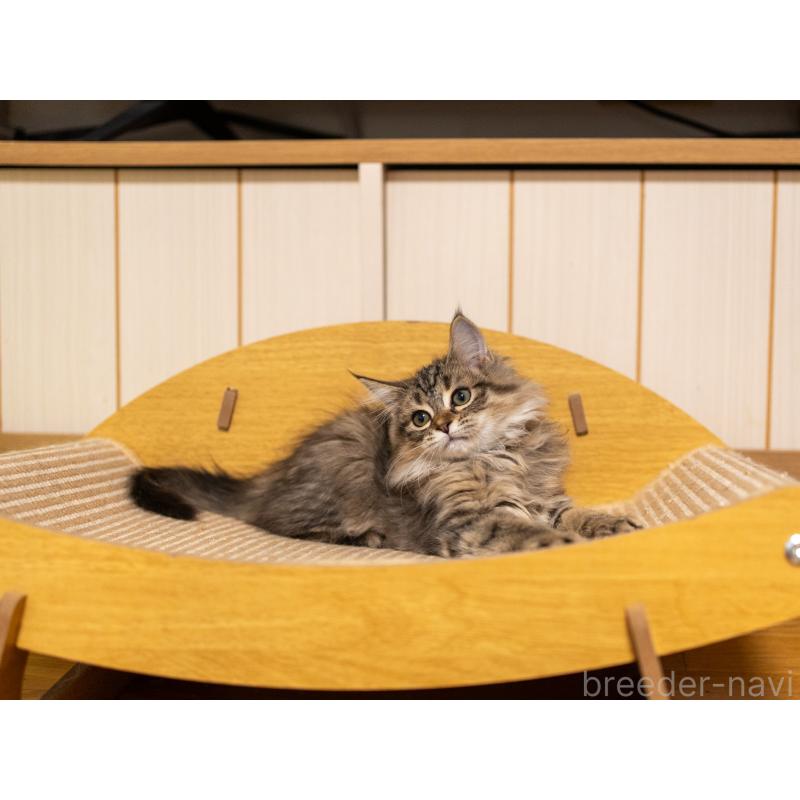 販売中の大阪府のサイベリアン-127641の6枚目