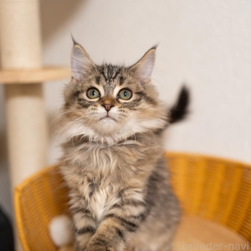 販売中の大阪府のサイベリアン-127641の5枚目