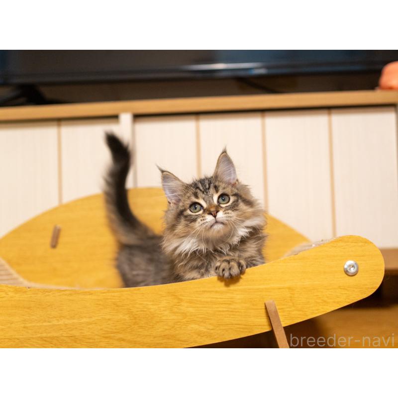 販売中の大阪府のサイベリアン-127641の4枚目