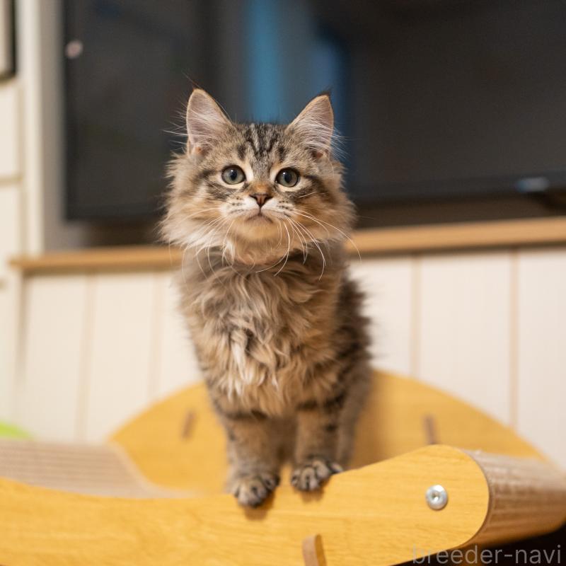 販売中の大阪府のサイベリアン-127641の3枚目