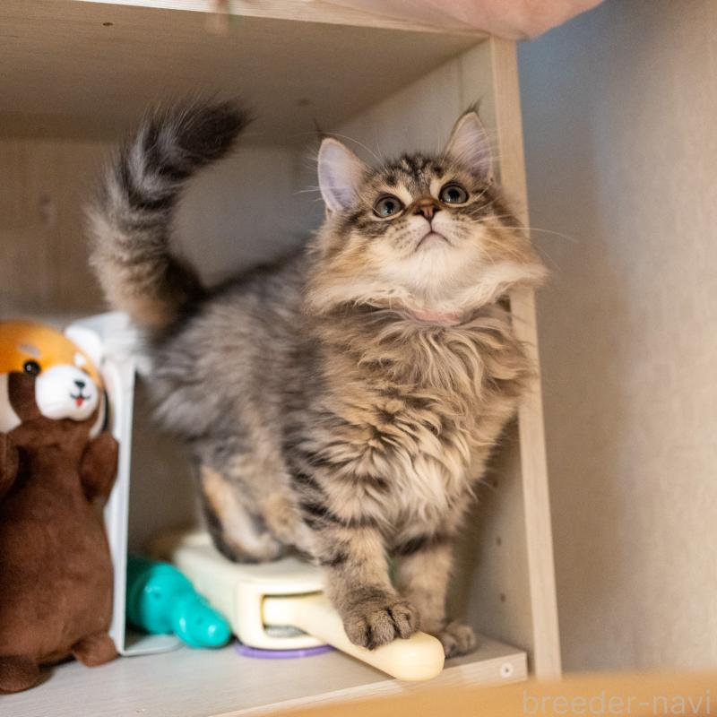 販売中の大阪府のサイベリアン-127641の2枚目