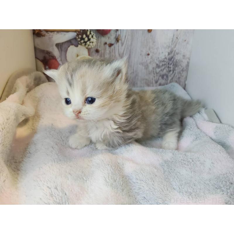 成約済の熊本県のミックス-130793の5枚目