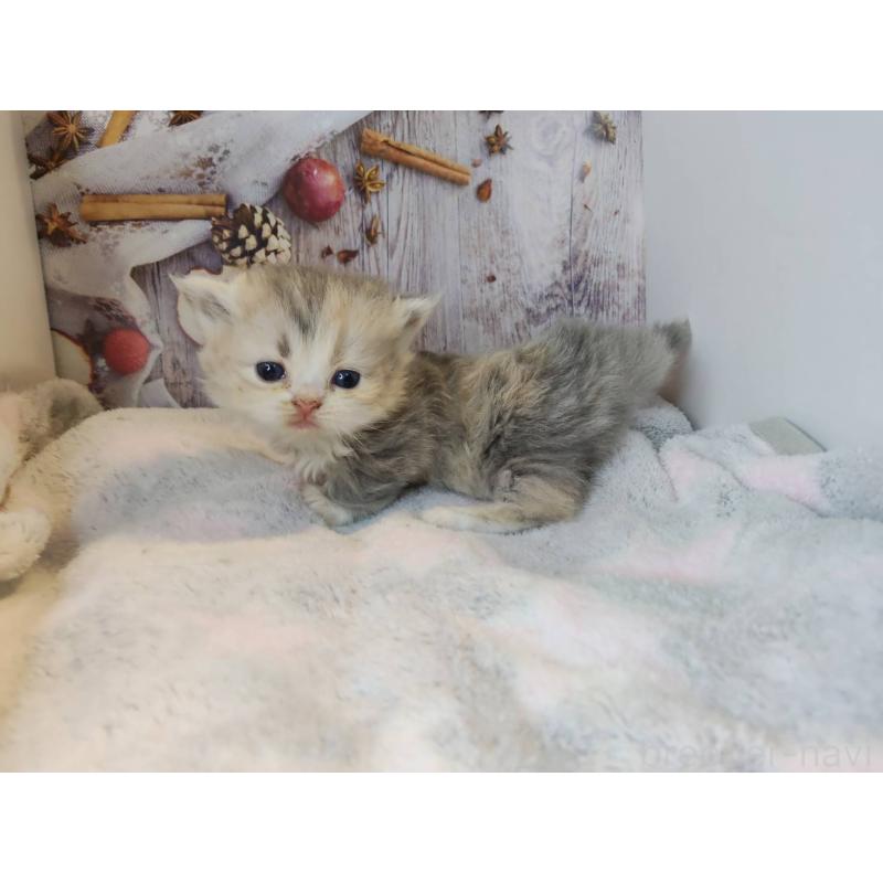 成約済の熊本県のミックス-130793の4枚目