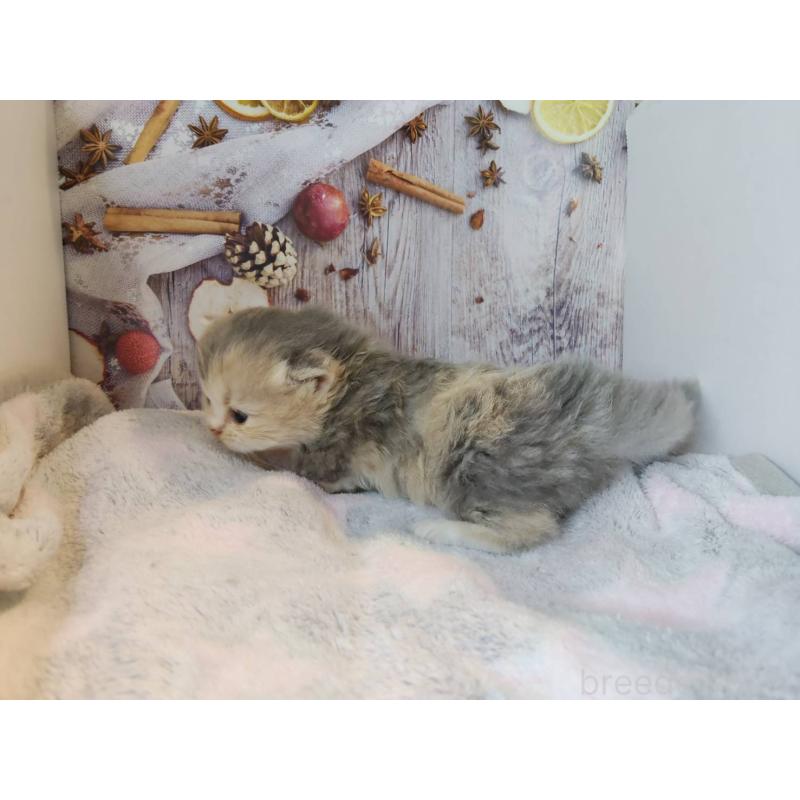 成約済の熊本県のミックス-130793の2枚目