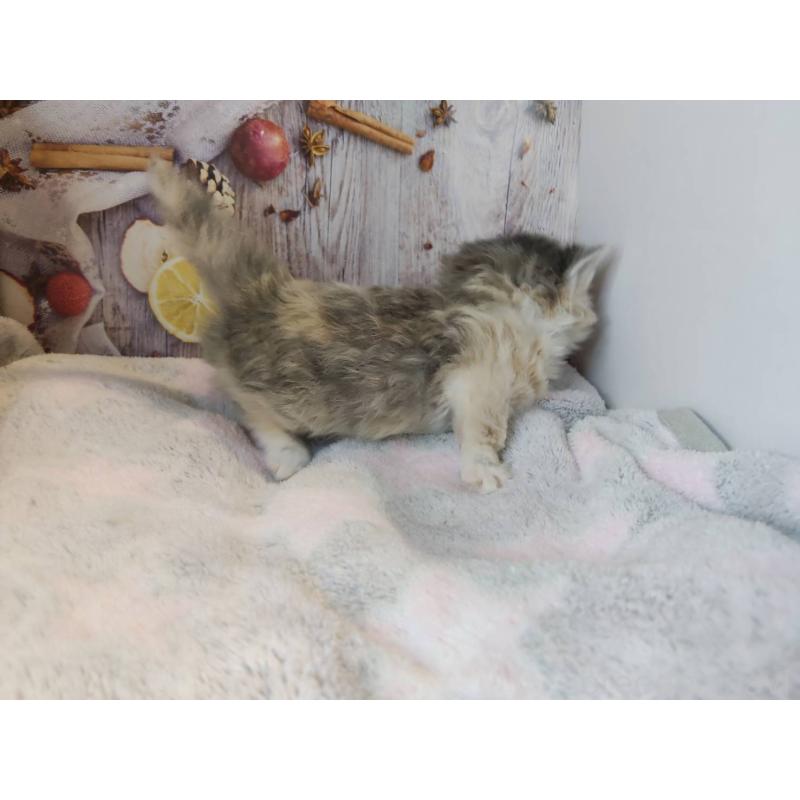 成約済の熊本県のミックス-130793の3枚目