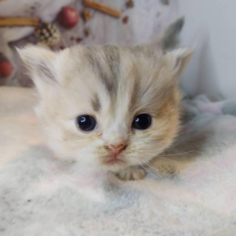 成約済の熊本県のミックス-130793の1枚目