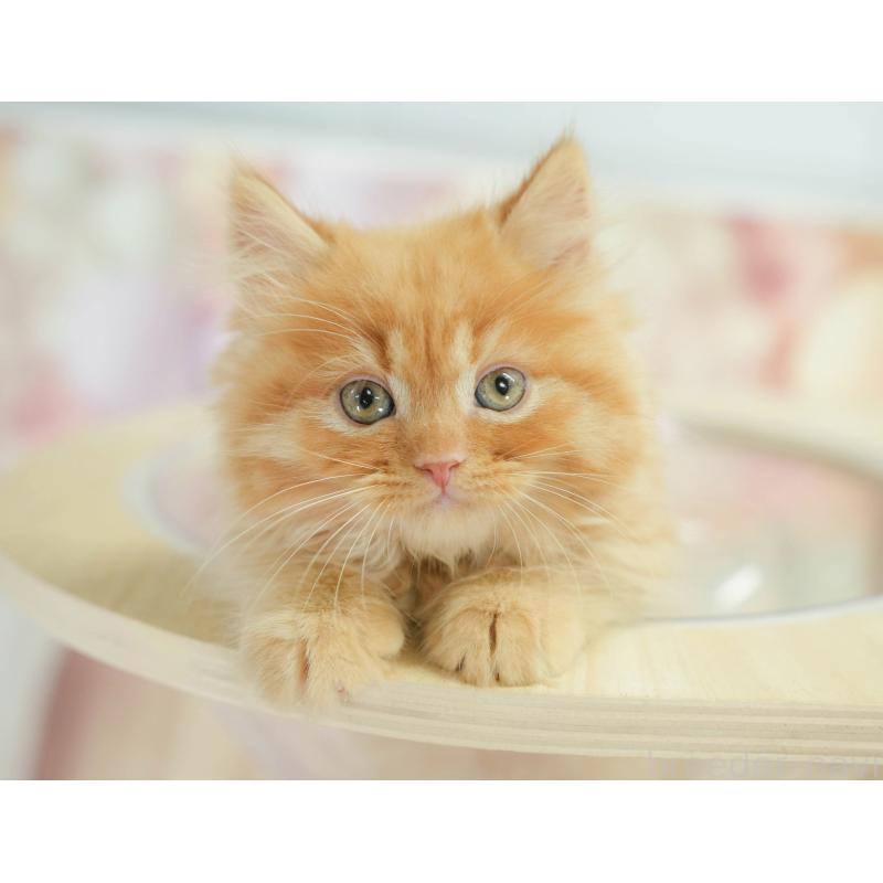 販売中の千葉県のマンチカン-130795