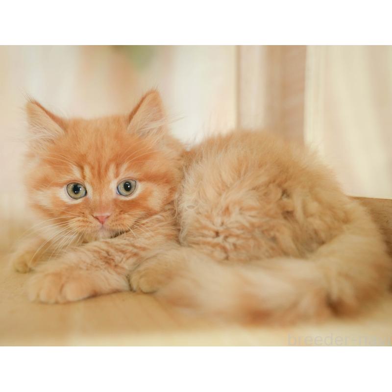 販売中の千葉県のマンチカン-130795の8枚目