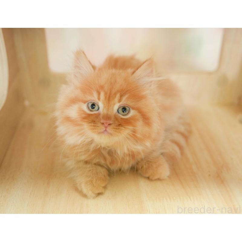 販売中の千葉県のマンチカン-130795の7枚目