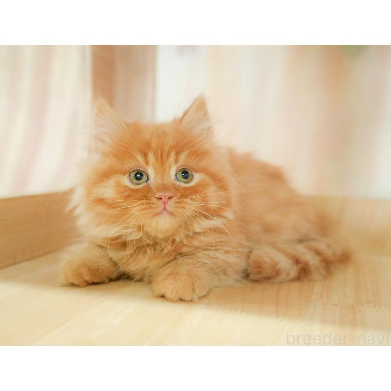 販売中の千葉県のマンチカン-130795の6枚目