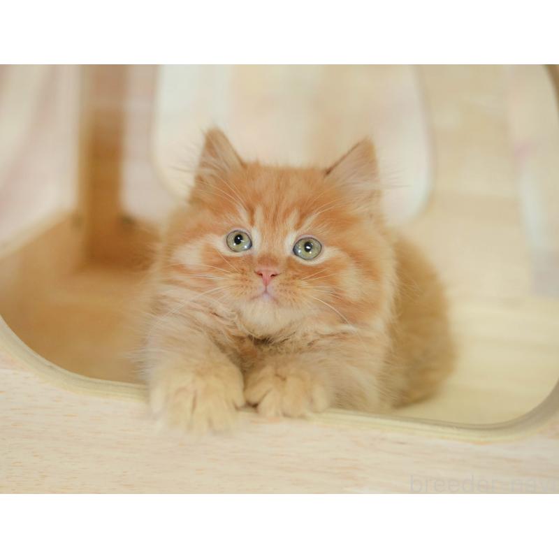 販売中の千葉県のマンチカン-130795の5枚目