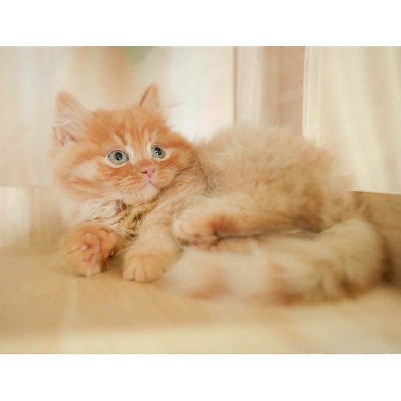 販売中の千葉県のマンチカン-130795の4枚目